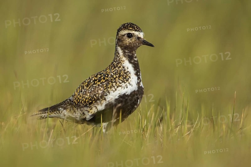 European Golden Plover (Pluvialis apricaria), Iceland