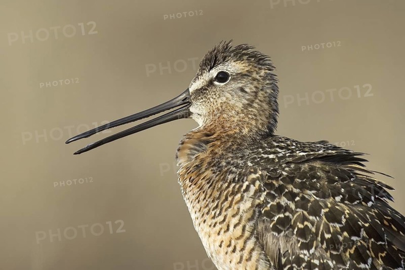Long-billed Dowitcher (Limnodromus scolopaceus), Alaska, USA