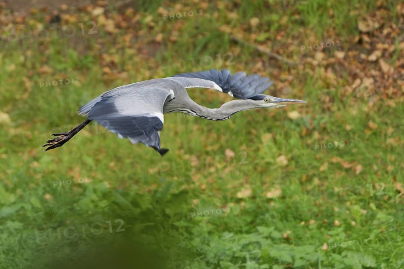 A grey heron flying over a meadow, germany. feather, flight, grey heron, pond, forest, plumage, beak, beauty, fauna, majestic, avian, beautiful, view, gray, bird, season, heron, park, wildlife, green, natural, nature, ornithology, water, environment, outdoors, closeup, background, wings, ardea cinerea, flying, animal, wing, lake, wild