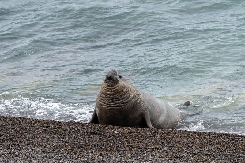 Southern elephant seal (Mirounga leonina), male, coming out of the water onto a pebble beach, Valdés Peninsula, Patagonia, Argentina