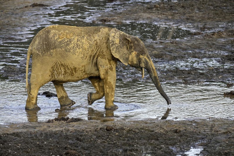 African forest elephant (Loxodonta cyclotis) in the Dzanga Bai forest clearing, Dzanga-Ndoki National Park, Unesco World Heritage Site, Dzanga-Sangha Complex of Protected Areas (DSPAC), Sangha-Mbaéré Prefecture, Central African Republic