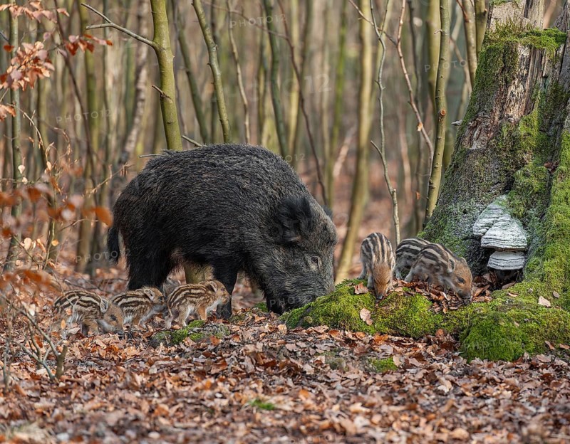 Wild boar, wild boar (Sus scrofa), a wild goat and young boar looking for food in the forest, Germany