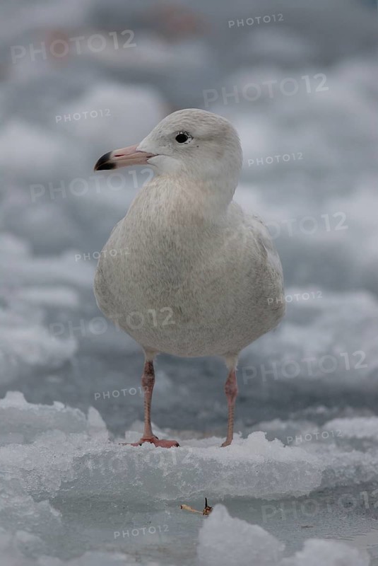 Glaucous Gull (Larus hyperboreus), Hokkaido, Japan