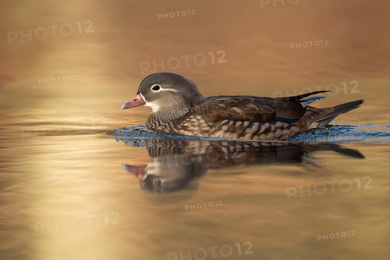 Mandarin Duck (Aix galericulata) female, North Rhine-Westphalia, Germany