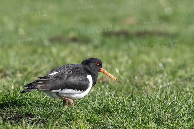 Oystercatcher (Haematopus ostralegus), Emsland, Lower Saxony, Germany