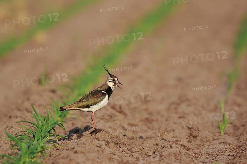 Northern Lapwing (Vanellus vanellus) female on a field, North Rhine-Westphalia, Germany