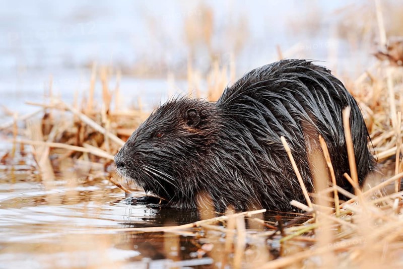 A nutria or coypu (Myocastor coypus) is sitting on the bank feeding, North Rhine-Westphalia, Germany, an invasive species in Europe