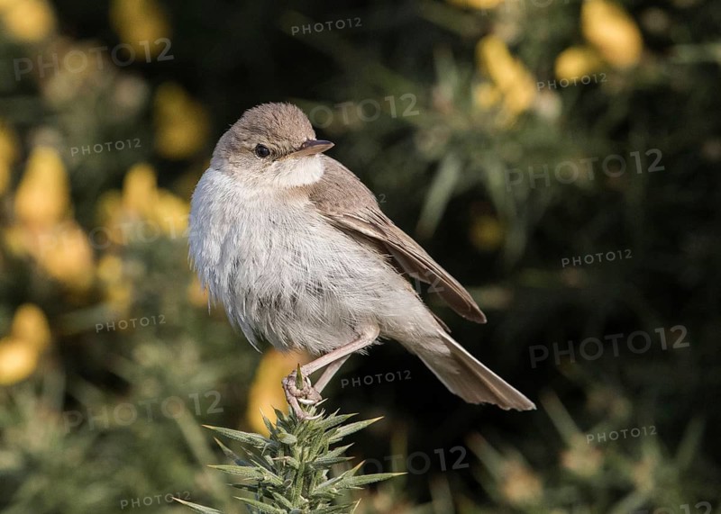 Booted Warbler (Iduna caligata) perched on a branch, Wales, United Kingdom