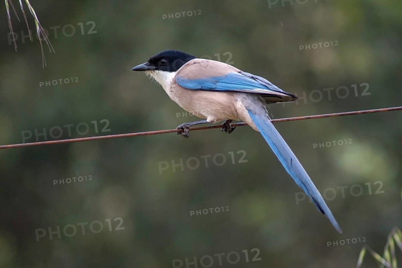 Azure-winged magpie, blue magpie, cyanopica cooki, cyanopica cyanus, Iberian magpie, birds, corvidae family of birds, extremadura, passeri, corvids, songbirds, Spain, birds