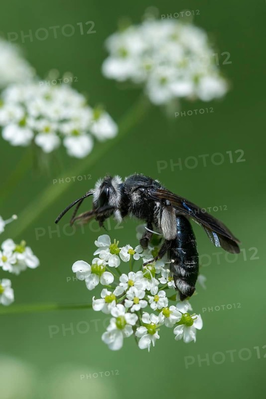 Andrena agilissima, apidae, bees, iridescent blue bee, blue iridescent sand bee, blue-black sand bee, hymenoptera, sand bee, mustard-blue iridescent sand bee, violet-winged mining bee, high size, portrait format, insects, wild bees