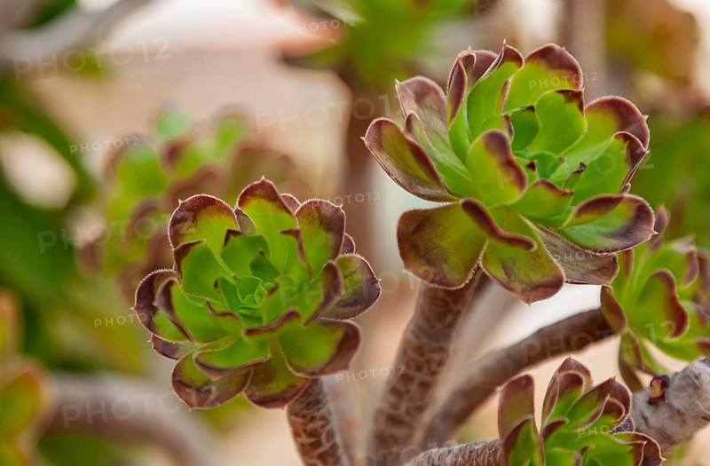 Aeonium arboreum, also known as rosette thick leaf, which is a succulent plant, Cyprus