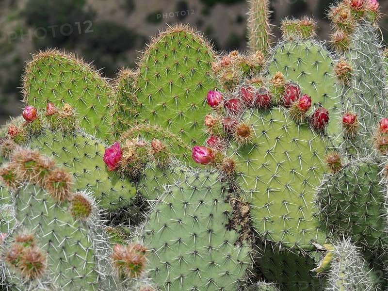 Close-up of a prickly pear (Opuntia anahuacensis) with red flower buds and prominent spines, Caldera de Bandama nature park Reserve, Gran Canaria, Spain