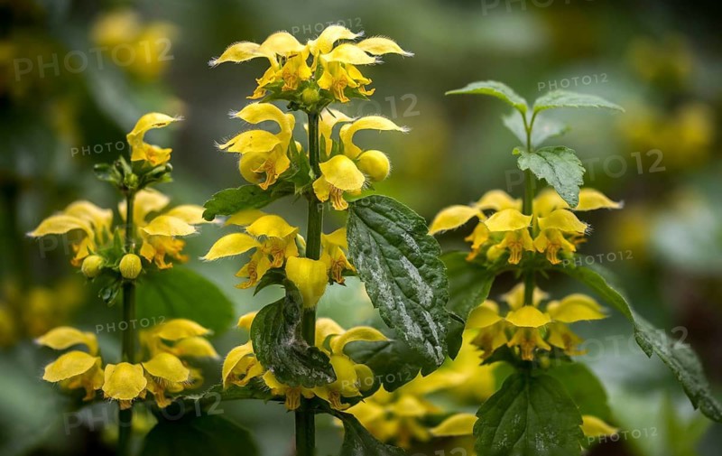 Real golden nettle, galeobdolone luteum, golden deaf nettle, golden nettle, lamiaceae, lamium galeobdolone, mint, aluminum plant, artillery plant, flora, plants, yellow archangel, yellow weasel snout