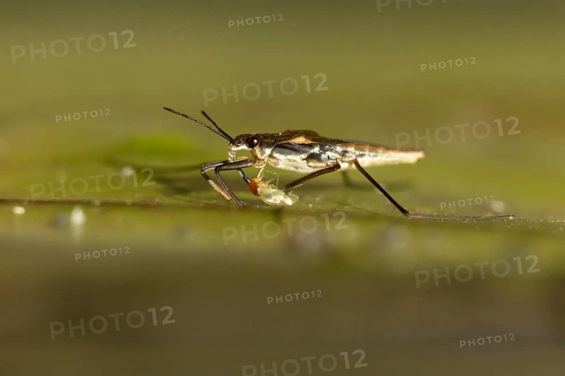 Common pond skater (Gerris lacustris) adult insect feeding on a Whitefly on a water lily pad or leaf on the water surface of a garden pond, England, United Kingdom
