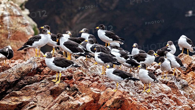 A flock of birds on rocks in a wild coastal setting: Belcher's gulls at the Ballestas Islands off Paracas in Peru (Larus belcheri)