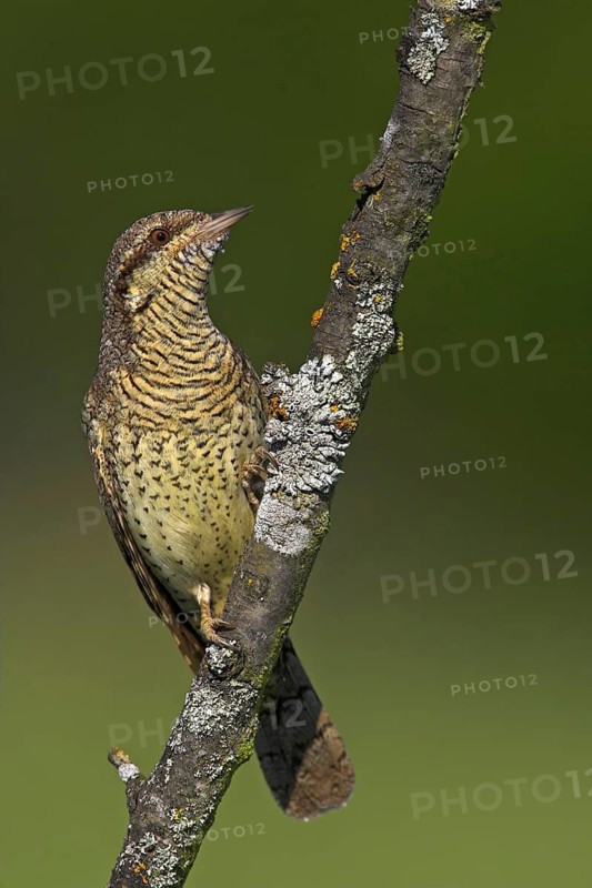 Wryneck on perch, (Jynx torquilla), Ormoz area, Ormoz, Podravska, Slovenia