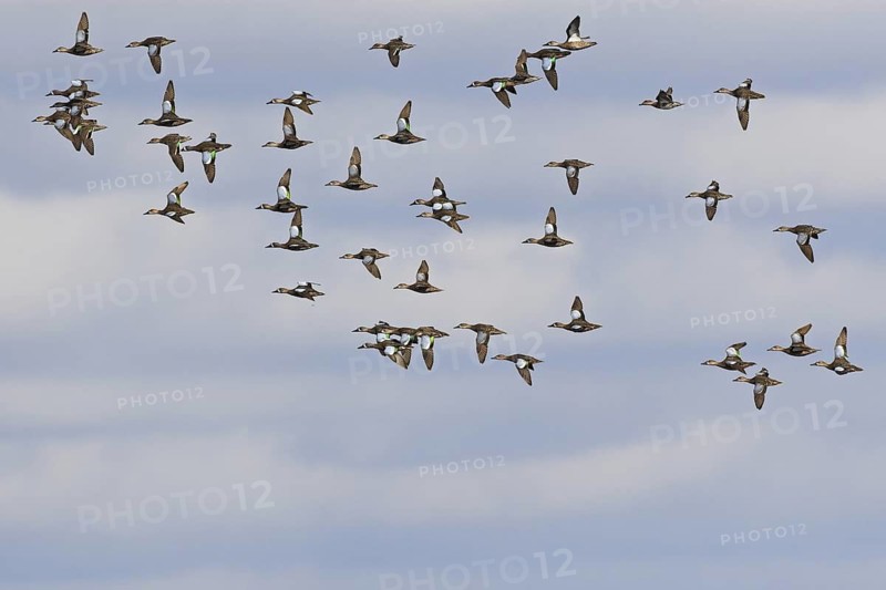 Blue-winged Teal (Spatula discors) male, Florida, USA