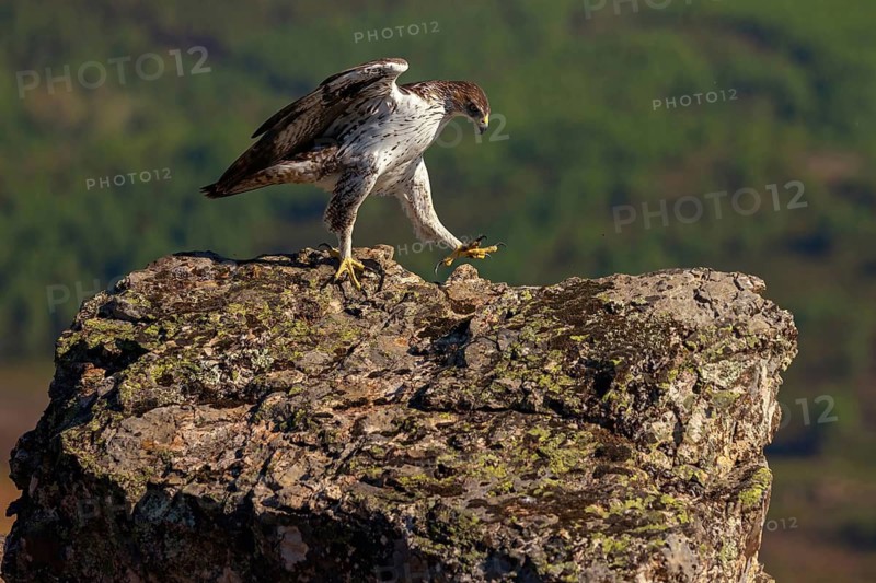Bonelli's eagle (Hieraaetus fasciatus), Aigle de Bonelli, Águila-azor Perdicera, Tawi Atayr, Salalah, Dhofar, Oman