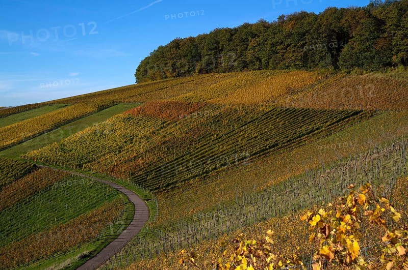 Road, path through vineyard, vines, grapevines, vine cultivation, autumn colours, autumn, graphic, Strümpfelbach, Weinstadt, Baden-Württemberg, Germany