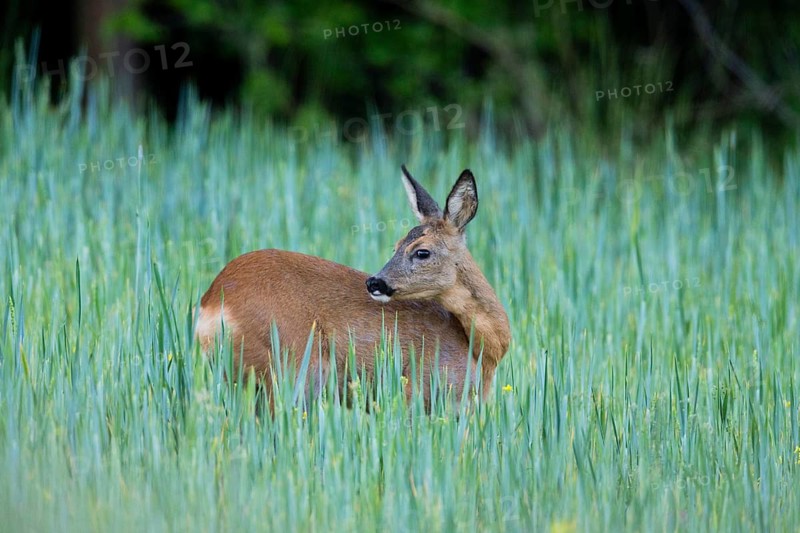 Roe deer (Capreolus capreolus), doe in a field of growing corn, Hesse, Germany