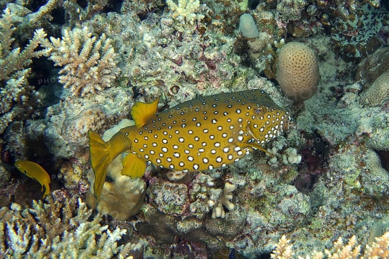 Yellow boxfish (Ostracion cubicus)