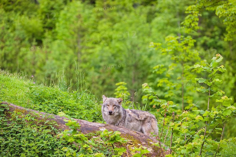 A male Eurasian gray wolf (Canis lupus lupus) stands on a hill, behind a rotting tree lying on the ground. Fresh green vegetation is all around him