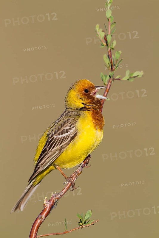 Red-headed Bunting - Braunkopfammer - Emberiza bruniceps, Kazakhstan, adult male