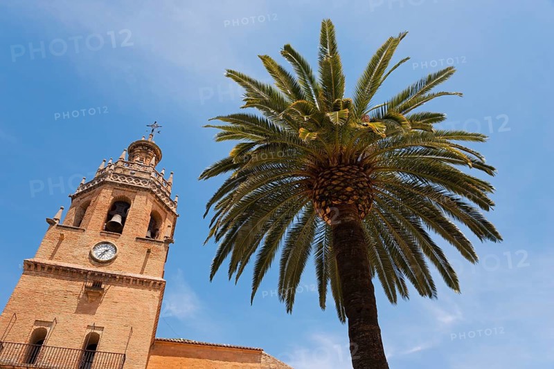 Close-up view of a palm tree and a historic church tower under a clear blue sky, church, once a Moorish mosque, Iglesia de Santa Maria la Mayor, Old Town, Ronda, Malaga, Málaga Province, Andalusia, Spain