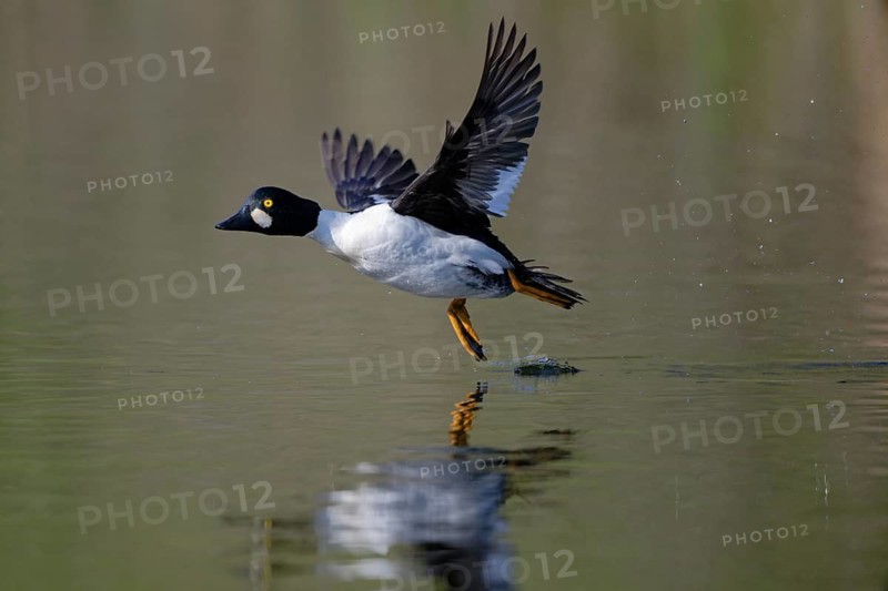 Common Goldeneye (Bucephala clangula) male flying, Saxony, Germany