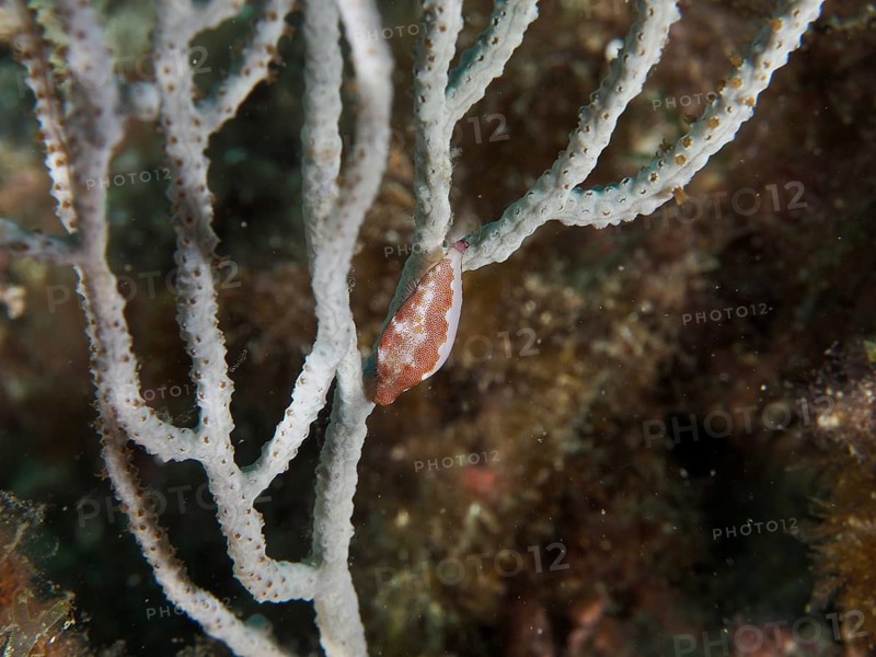 Gorgonian snail (Simnia spelta) on a highly branched coral in an underwater scene, dive site: Cap de Creus Marine Reserve, Rosas, Costa Brava, Spain, Mediterranean Sea
