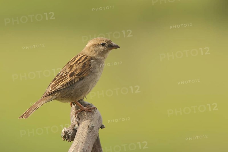 Female house sparrow (Passer domesticus), nature photography, Torrejon El Rubio, Monfragüe, Extremadura, Spain