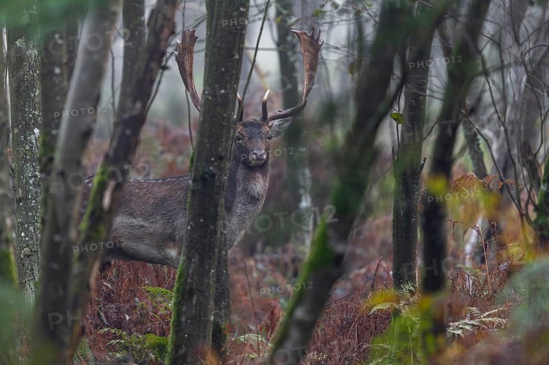 The rutting grounds of fallow deer (Dama dama) are often located in parts of the forest that are difficult to see, conversely, fallow deer can recognise dangers in good time, rutting, mating season, deer rut, autumn, October, Germany