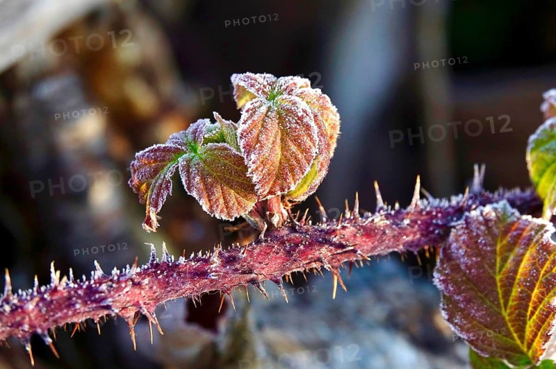 Hoarfrost in a garden in the morning, winter, Germany