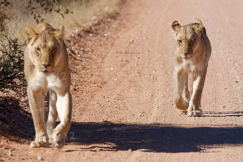 African lions (Panthera leo), two adult lionesses, walking on a dirt road, Kgalagadi Transfrontier Park, Northern Cape, South Africa