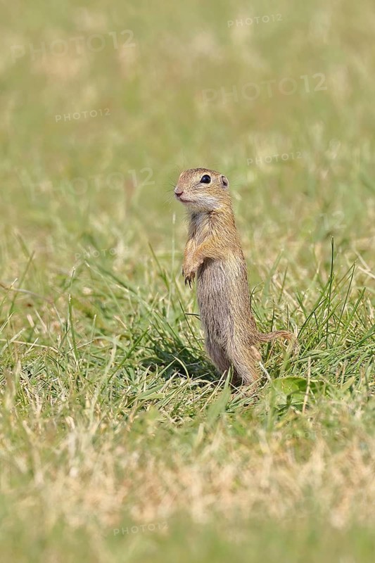European ground squirrel (Spermophilus citellus) juvenile standing upright in a meadow, Burgenland Austria