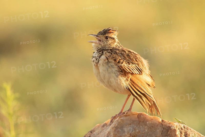 Rufous-naped Lark (Mirafra africana) singing, Masai Mara, Kenya