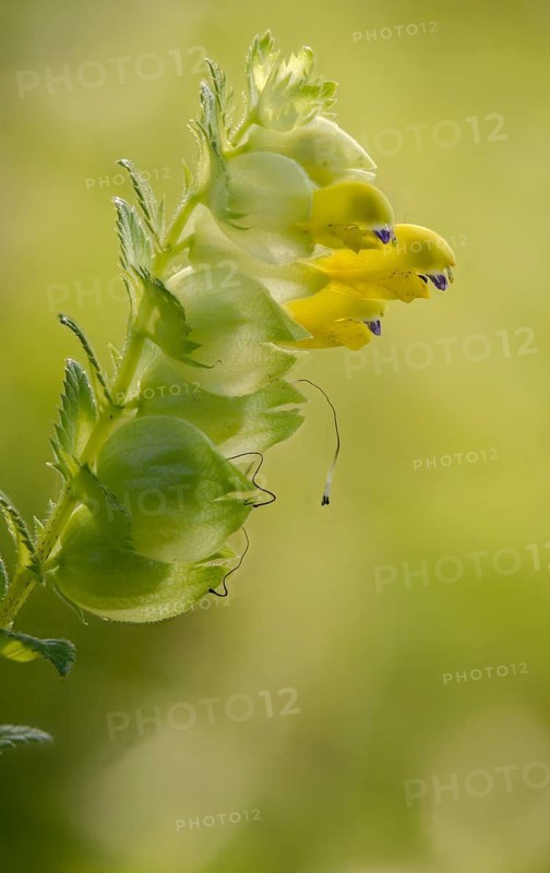 Brownroot, glandular rattlespot, rhinanthus rumelicus, scrophulariaceae, flora, high size, portrait, rattlespot, plants, plants