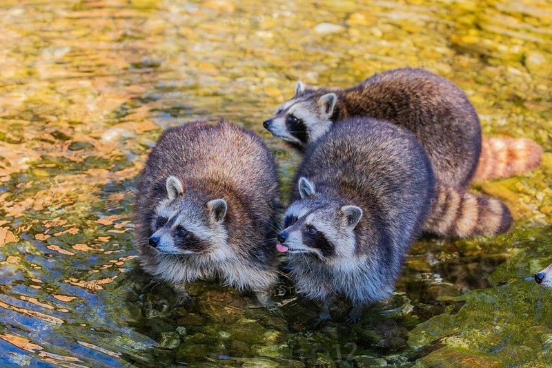 Three adult Raccoons Procyon lotor, stand in the shallow water of a creek and search for food