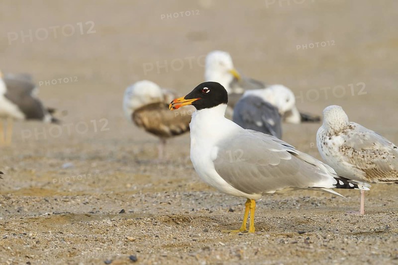 Pallas's Gull (Ichthyaetus ichthyaetus), Oman