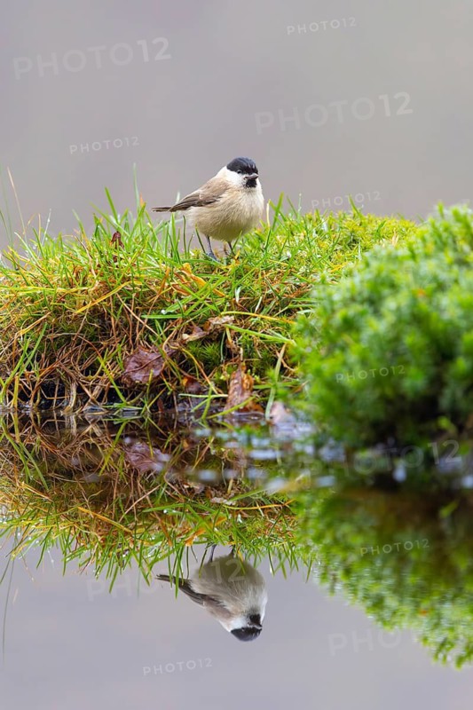 A small bird perched on a grassy patch, its reflection visible in the water, Willow Tit (Parus montanus), with its reflection in the water, wildlife, animals, birds, Baden-Württemberg, Germany