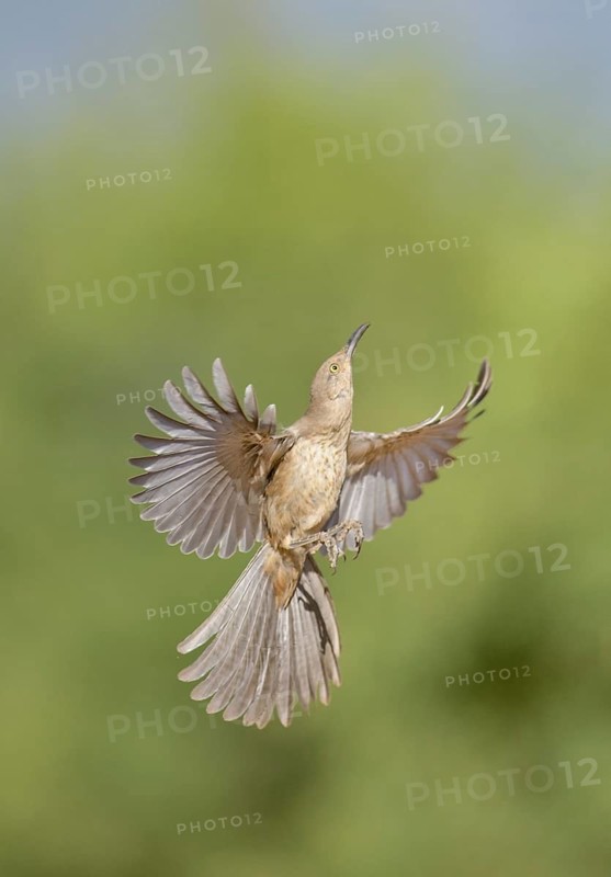 Curve-billed Thrasher (Toxostoma curvirostre) flying, Arizona, USA