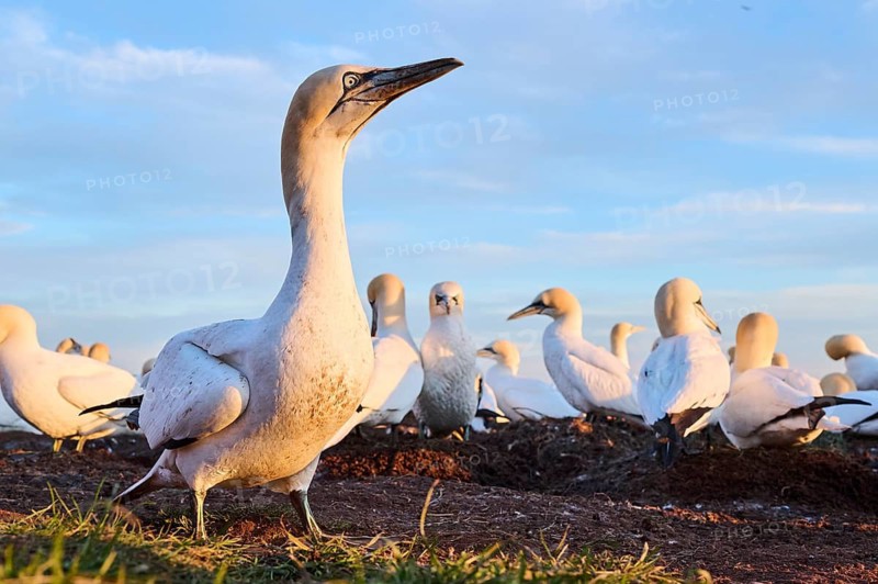 Northern gannet (Morus bassanus) standing on the ground at sunset with the colony in the background, wildlife, Helgoland, Germany