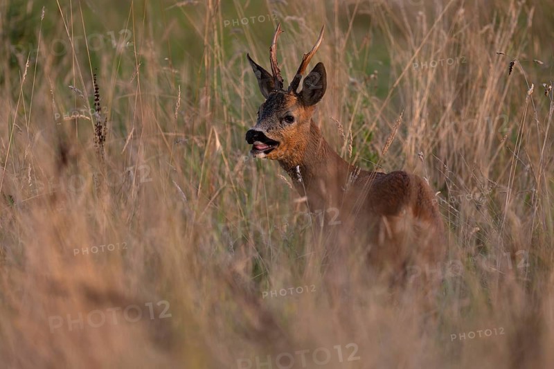 Roebuck, leaf time, Wittlich, Rhineland-Palatinate, Germany