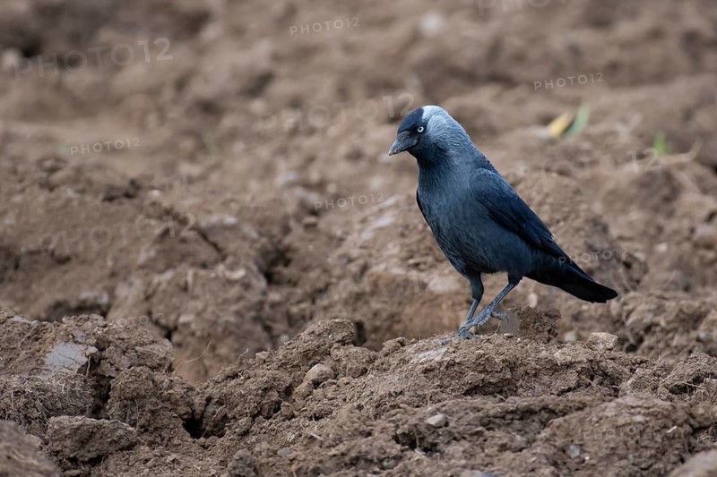 Western Jackdaw (Coloeus monedula) perched in field, Thuringia, Deutschland, Germany
