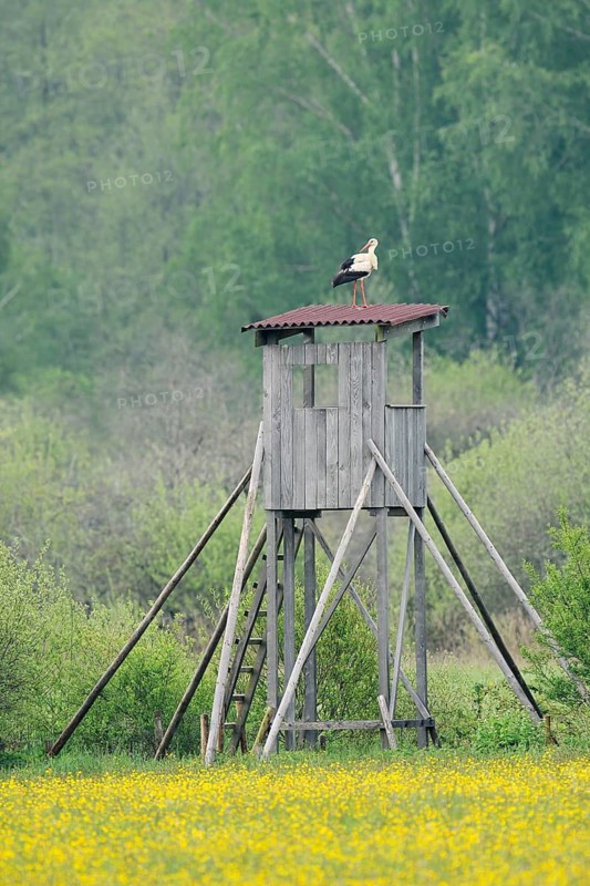 A white stork (Ciconia ciconia) stands on a raised hide, Baden-Württemberg, Germany