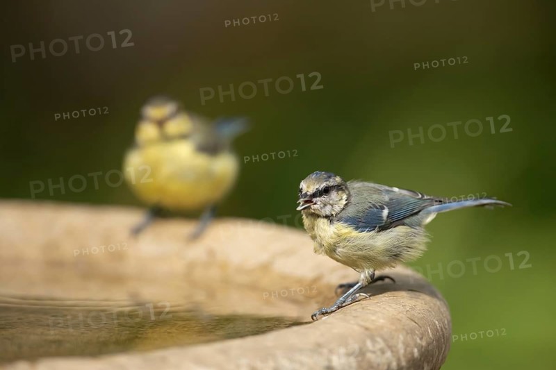Blue tit (Cyanistes Caeruleus) two adult garden birds drinking water from a bird bath in summer, Suffolk, England, United Kingdom