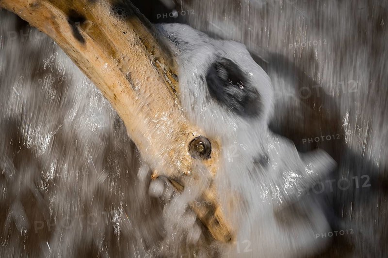 Driftwood washed by surf, spray, Houvig Beach, North Sea, Denmark