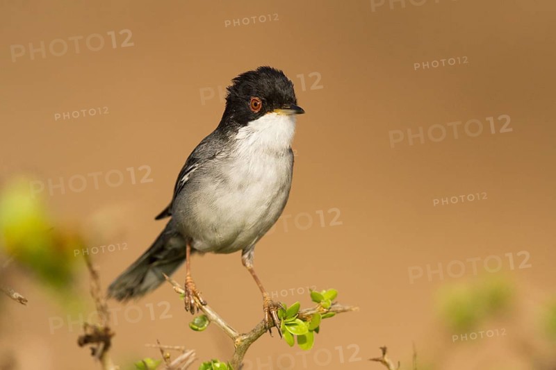 Sardinian Warbler (Sylvia melanocephala) male, Morocco