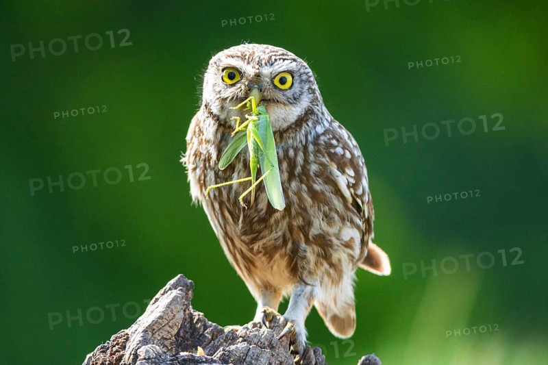 Bearded owl, Little Owl (Athene noctua) Hungary, bearded owl stands on tree stub, dead wood, biotope, owls, Hungary