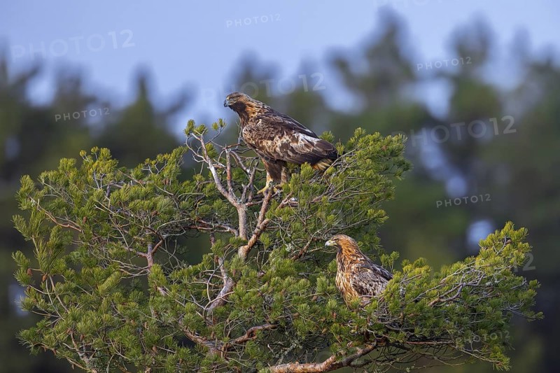 European golden eagles (Aquila chrysaetos chrysaetos), adult pair perched in pine tree in coniferous forest in winter
